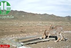 حضور پرجمعیت‌ترین خانواده یوز ایرانی در روزهای سرد توران! ۲۷ بهمن ۱۴۰۳