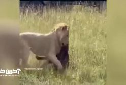 حمله وحشیانه شیرها به بوفالو و گوساله‌اش