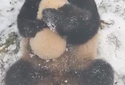 اینم مادر و فرزندی  پانداهای بامزه