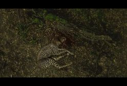 رونمایی از تیزر تاکسیدرمی مجید صالحی