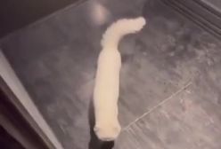 منزل محمدرضا گلزار و گربه‌اش وانیل!