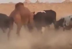 حمله  گاو خشمگین به یک شتر