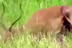 زنده خواری غزال توسط کفتار