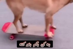 سگ اسکیت باز
