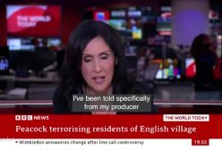 مجری بی‌بی‌سی با اجرای صدای طاووس روی آنتن زنده خبرساز شد/ ویدئو