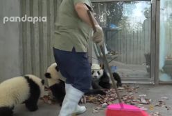 پانداهای شیطون