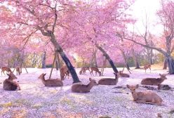 شهر نارا ژاپن و جاهای دیدنی آن ( معروف به سرزمین گوزن ژاپن)! ۲۳ فروردین ۱۴۰۴