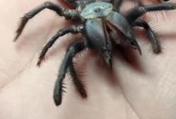 ببینید! فیلم ترکیب وحشتناک عنکبوت و عقرب و یک موجود عجیب | 29 فروردین 1404