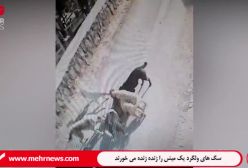 ببینید/ سگ های ولگرد در دماوند یک گوسفند را زنده زنده می خورند | 12 اردیبهشت 1404