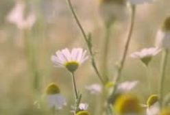 شرح چهل حدیث امام خمینی