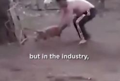 عشق حقیقی و مادرانه حیوانات