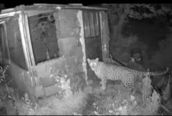 ببینید | واکنش جالب یک پلنگ به سیستم ضد سرقت یک ملک شخصی در استان گلستان