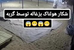 ببینید/ شکار هولناک و عجیب یک بزغاله توسط یک گربه | 22 اردیبهشت 1404