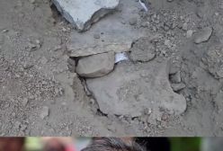 فیلمی از لحظه به خاک سپردن و خداحافظی تلخ مازیار لرستانی با گربه‌اش