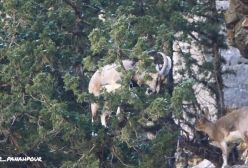 پازن جوان مشغول چریدن بر روی درخت ارس