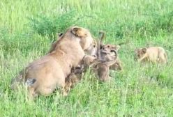 لحظه دیدار احساسی 6 توله شیر با مادرشان | حیات وحش