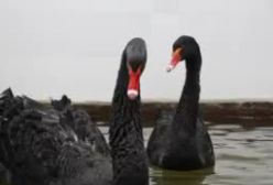 تصاویری زیبا قوهای سیاه از پناهگاه گرمشان