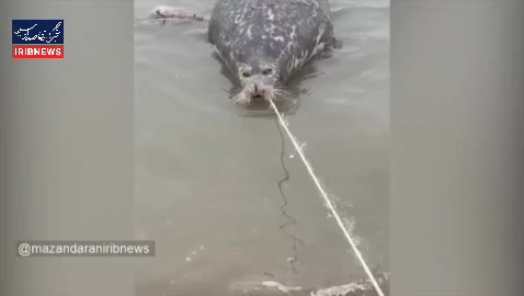 لاشه یک قلاده فوک خزری در ساحل فرح آباد ساری کشف شد